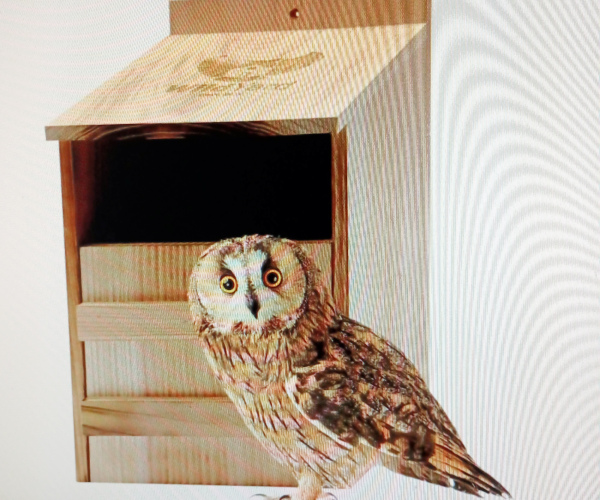 Basic Owl House
